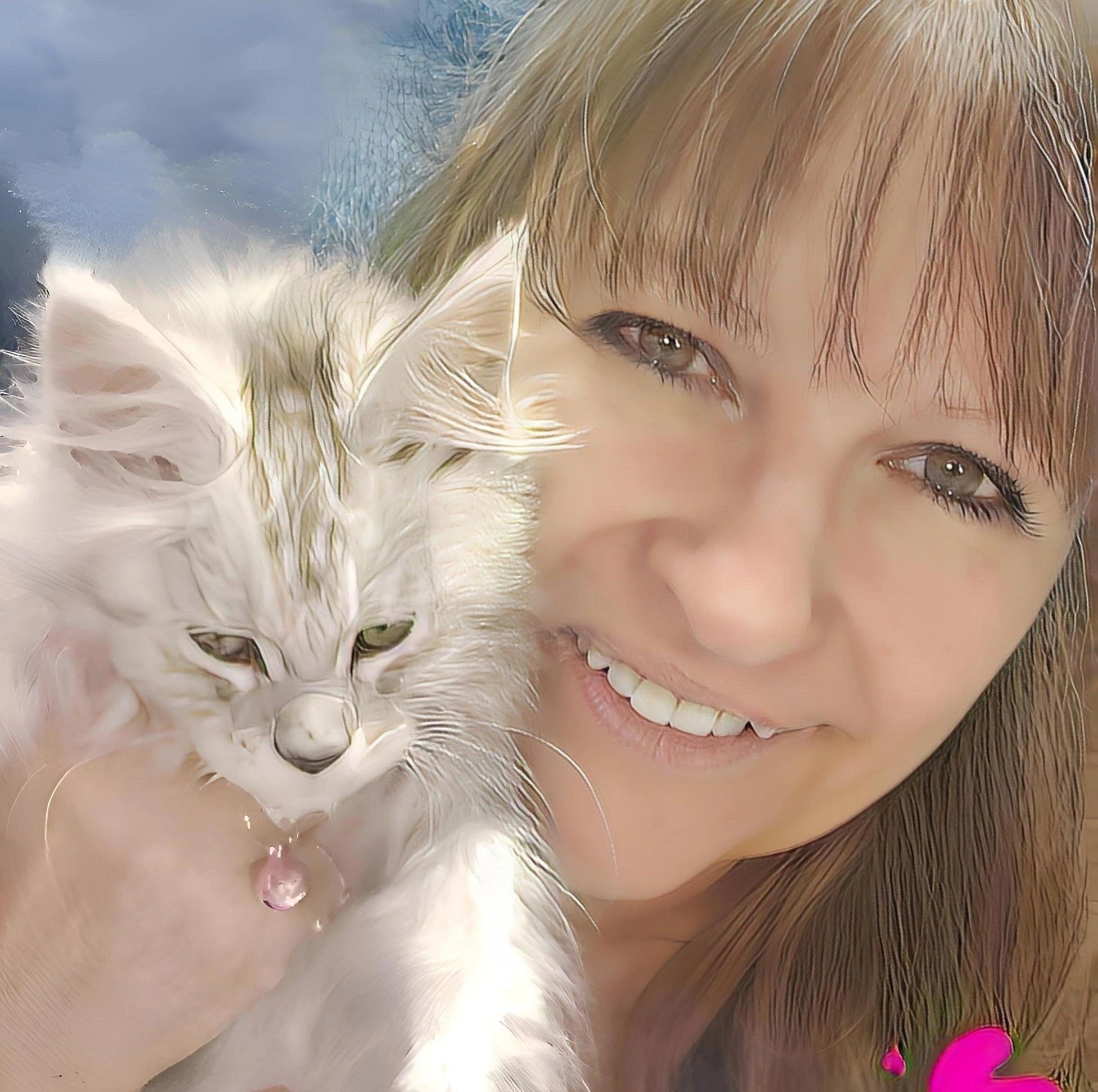 Maine Coon or Ragdoll kitten at Sissy's Farm