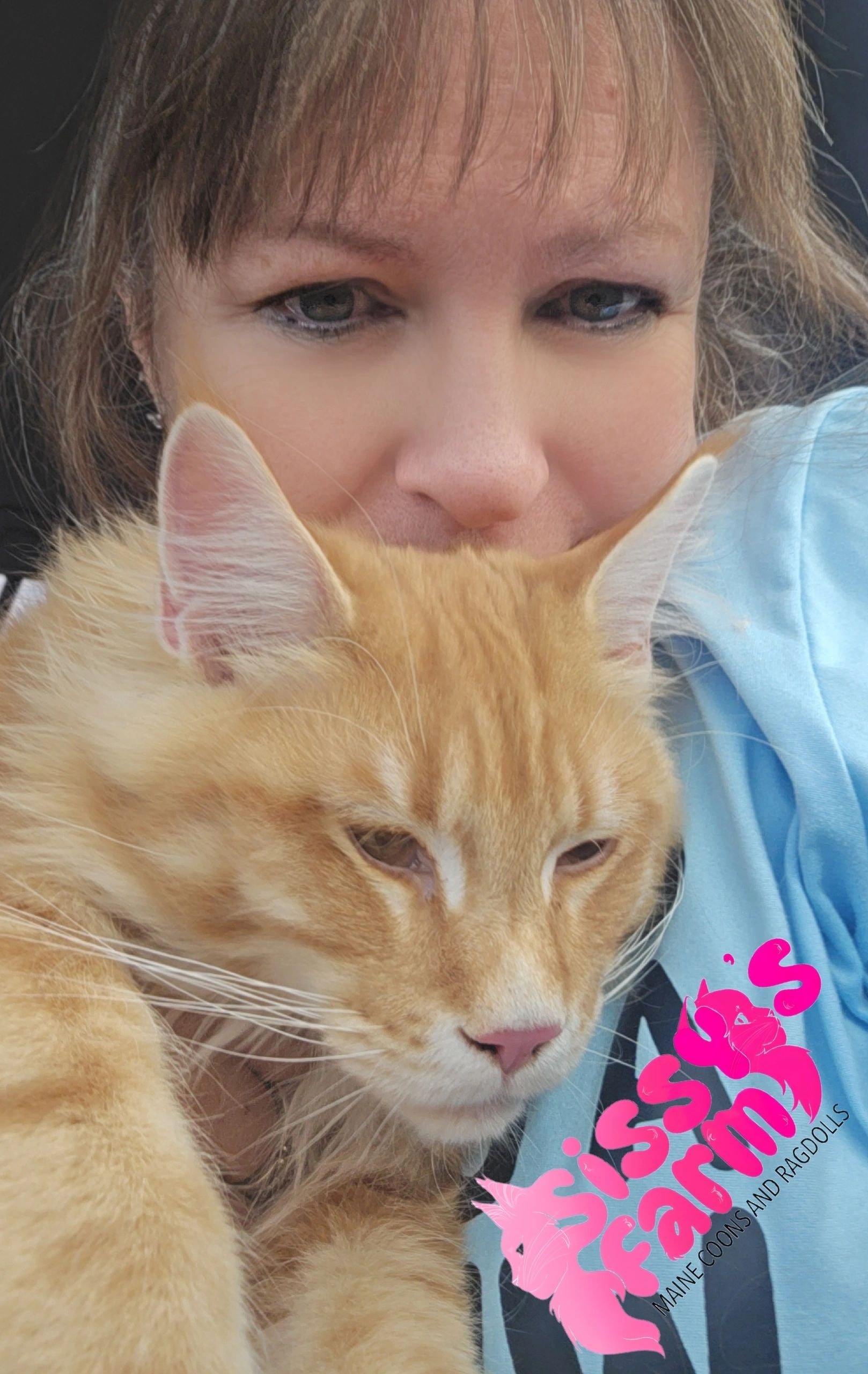 Healthy, social kittens from Sissy's Farm Cattery